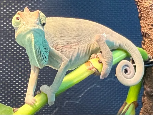 https://makerworld.bblmw.com/makerworld/user/2450878634/collection/38e59780-eb01-11ef-8d09-0365055547b6.jpg