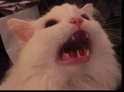 kár