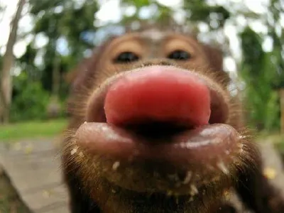 Monkeys 