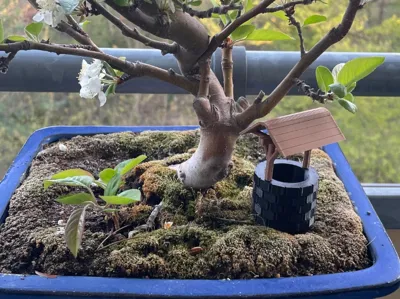 Bonsai-Deko-Kollektion | Kollektion  MakerWorld: Kostenlose 3D-Modelle  herunterladen