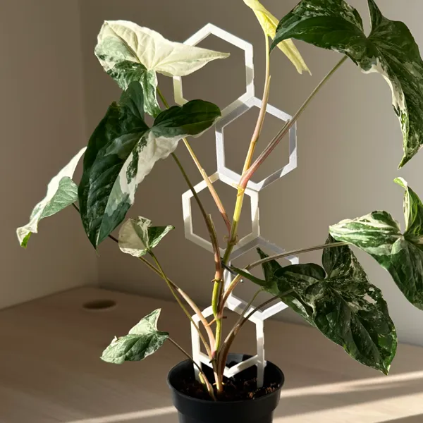 https://makerworld.bblmw.com/makerworld/user/2859800747/collection/2025-11-22_af398927d25f7.jpeg