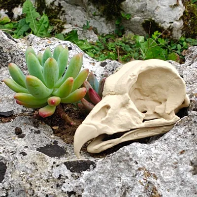SKULL