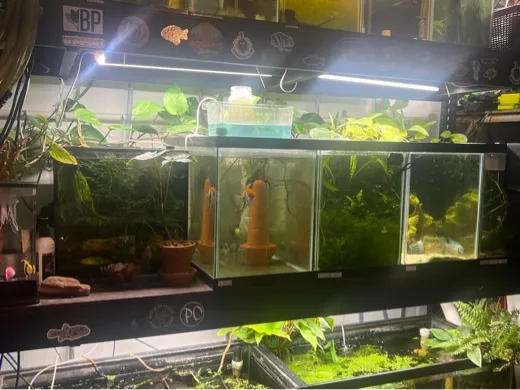 https://makerworld.bblmw.com/makerworld/user/3306865138/collection/b5671ee0-1b3b-11f0-8c87-43fcc2cb2655.jpg