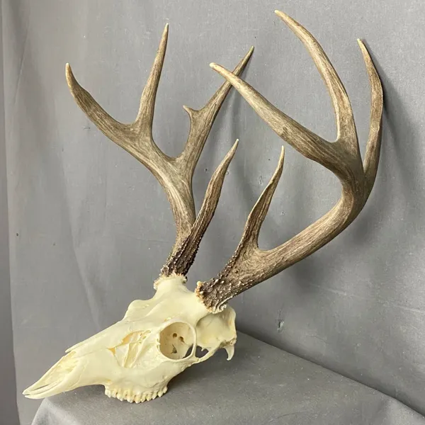 https://makerworld.bblmw.com/makerworld/user/3478890294/collection/2026-01-12_0ab84d29a3584.webp