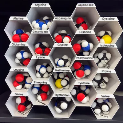 20 Amino Acids Molfidgets