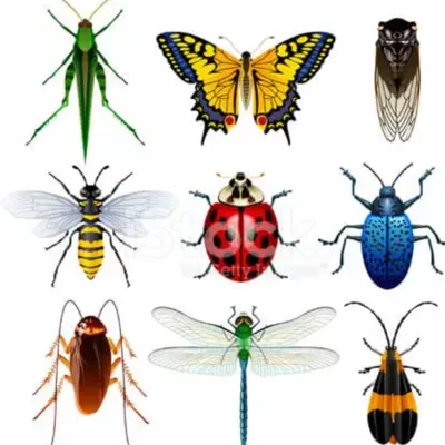Insects