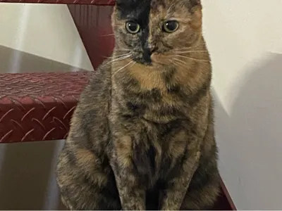 Cat stuff