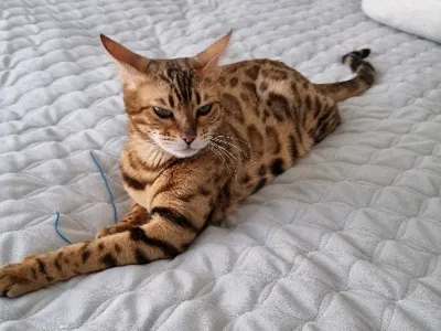 cat 