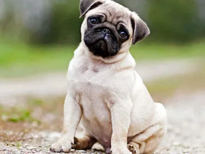  pug 