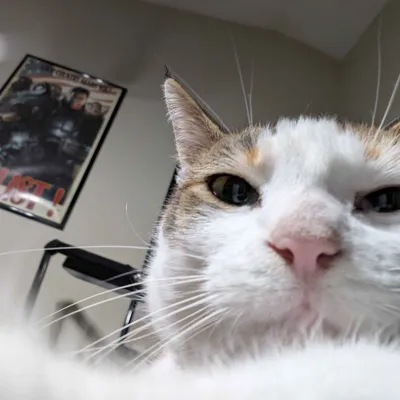 Cats