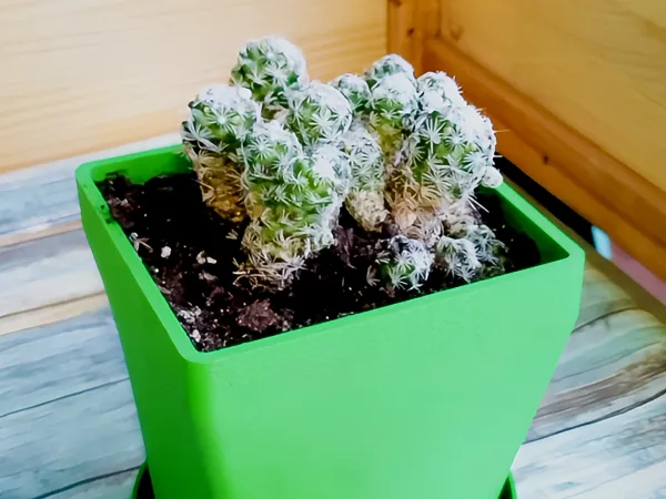 https://makerworld.bblmw.com/makerworld/user/438971670/collection/2025-02-17_4abe8f696fccd.jpg