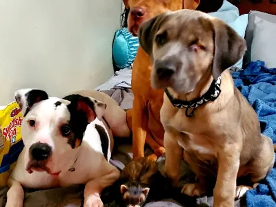 Pets