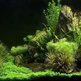 https://makerworld.bblmw.com/makerworld/user/781655478/collection/2026-01-11_a1eda13695a2.webp